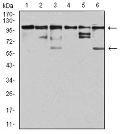 ZFP91 Antibody (8C3D5) - BSA Free, Novus Biologicals 0.1 ml; Unconjugated:Antibodies,